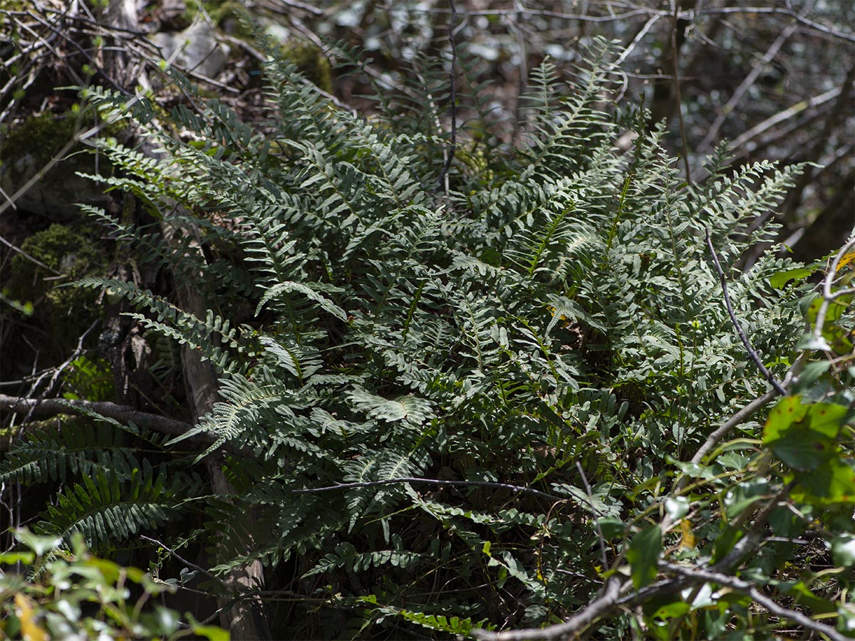 Polypodium vulgare